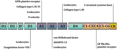 Von Willebrand factor in diagnostics and treatment of cardiovascular disease: Recent advances and prospects